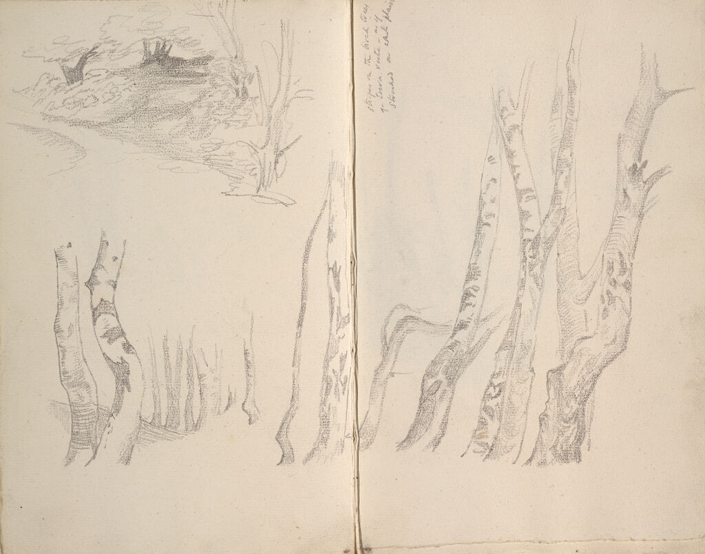 Birch Trees; Verso: Study Of A Tree; Wooded Landscape (Continues On Page 42 Recto)