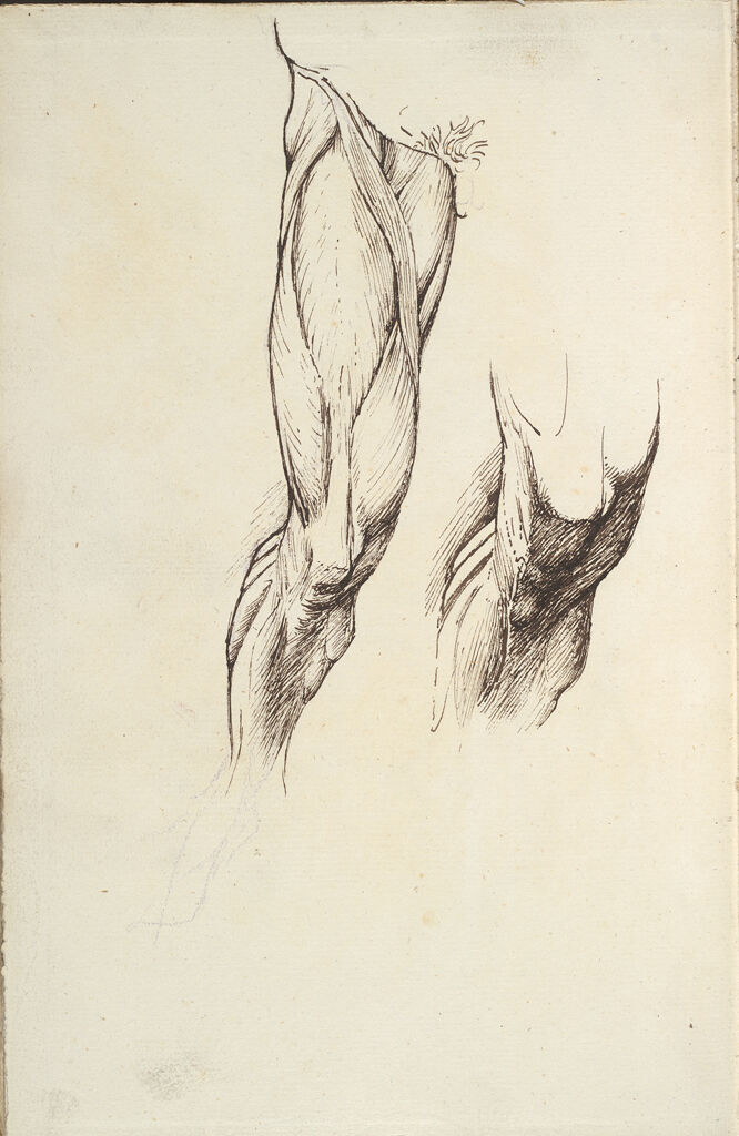 Blank; Verso: Two Musculature Studies Of A Right Leg, For 