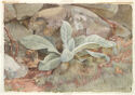 Detailed life-like drawing of oval shaped leaves growing at the base of some rocks in a natural landscape.　