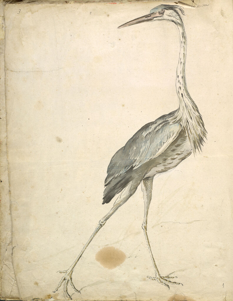 Folio Recto: Blank; Verso: Heron