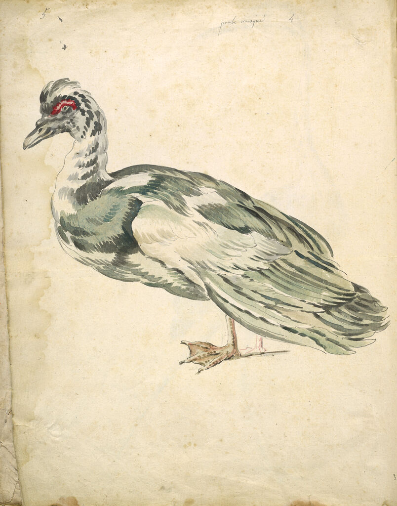 Folio Recto: Blank; Verso: Muscovy Duck