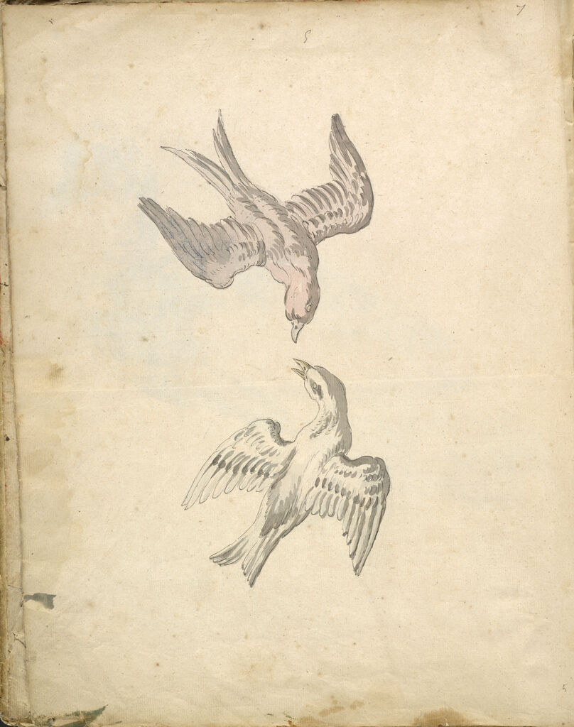 Folio Recto: Blank; Verso: Two Swallows In Flight