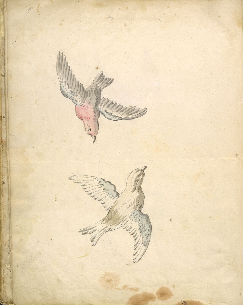 Folio Recto: Blank; Verso: Two Sparrows In Flight