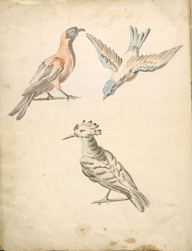 Folio Recto: Blank; Verso: Perched Magpie, Perched Woodpecker, And A Bird In Flight