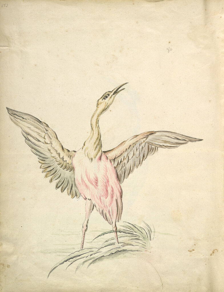 Folio Recto: Blank; Verso: Standing Bird With Wings Outspread