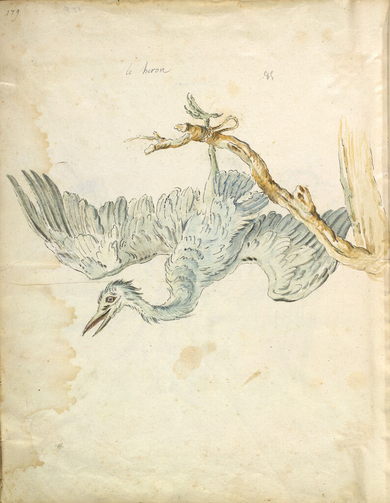 Folio Recto: Blank; Verso: Heron Tied To A Branch