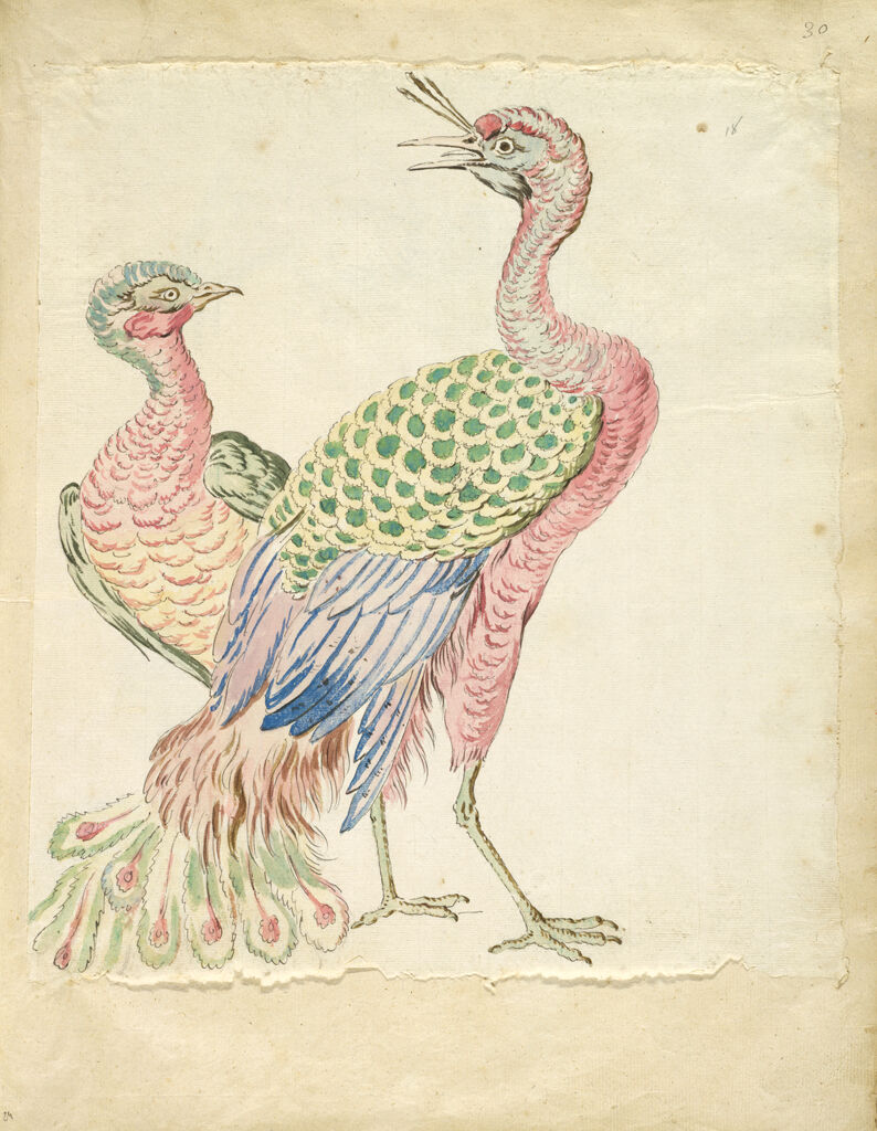 Two Peacocks; Verso: Blank