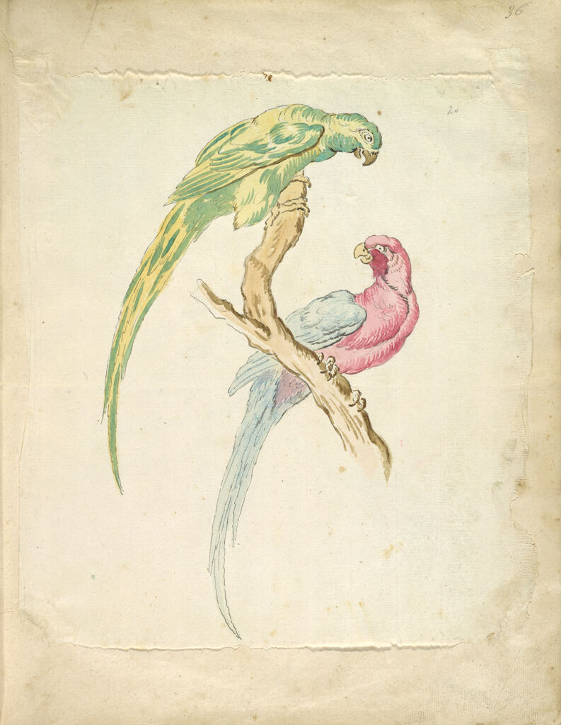 Two Parrots Perched On A Branch; Verso: Blank