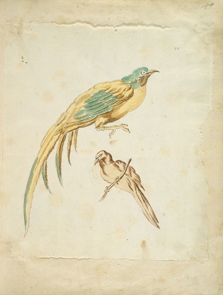 Two Perched Birds; Verso: Blank