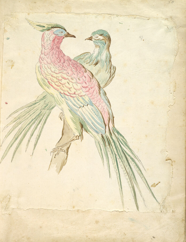 Two Pheasants Perched On A Branch; Verso: Blank