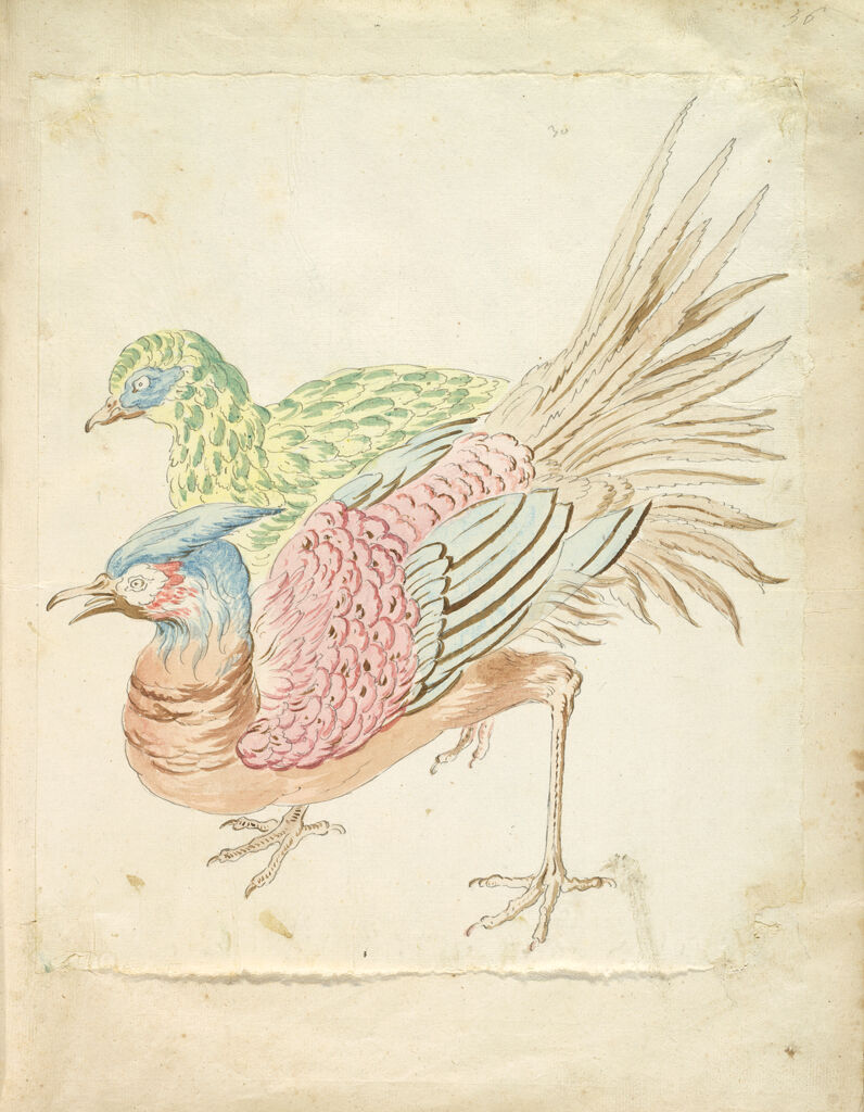 Two Hunched Pheasants; Verso: Blank