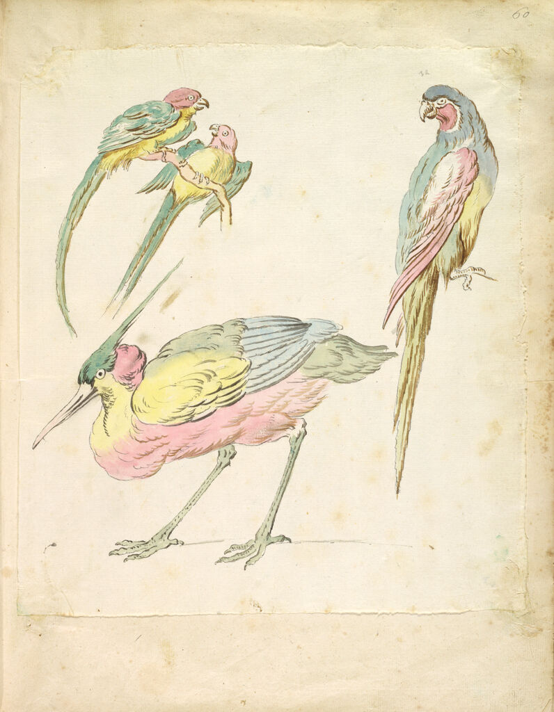 Hunched Heron And Three Perched Parrots; Verso: Blank