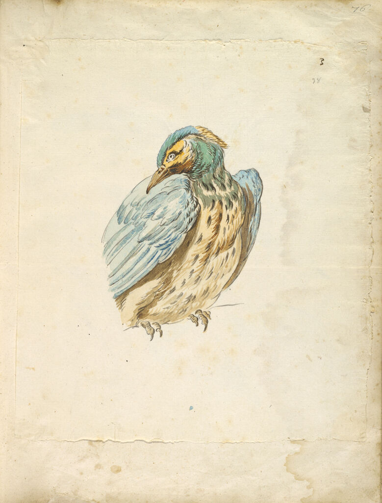 Perched Bird Looking Over Its Shoulder; Verso: Blank