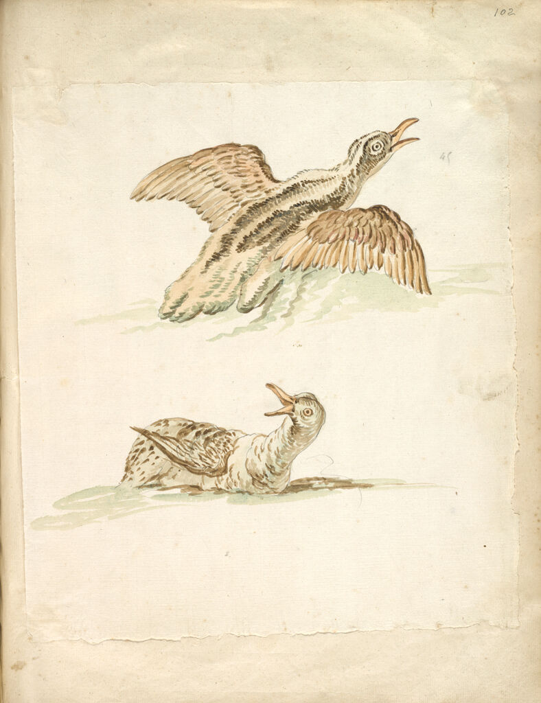 Two Ducks In The Water, One Taking Flight; Verso: Blank