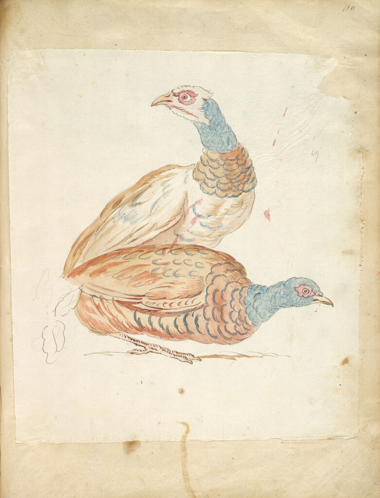 Two Pheasants; Verso: Blank