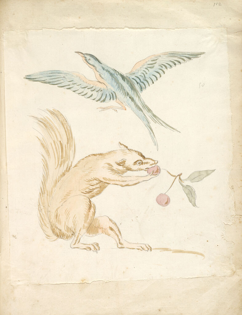 Squirrel Eating Cherries And Bird With Wings Extended; Verso: Blank