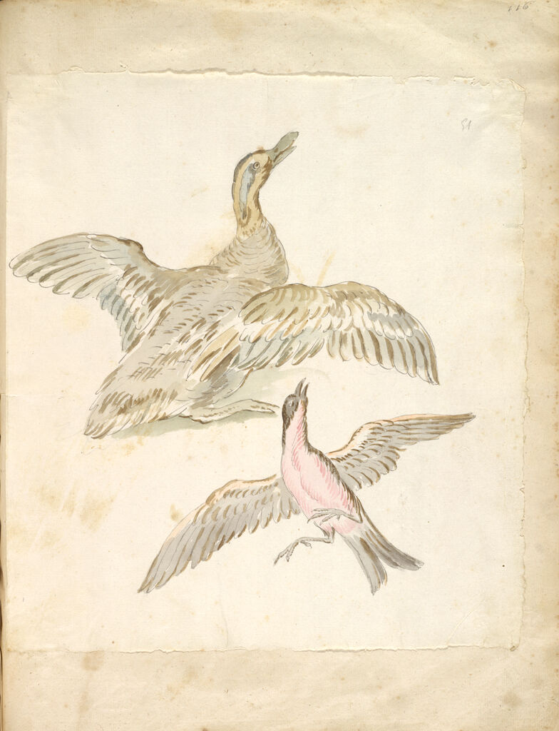 Duck And Bird, Both With Wings Extended ; Verso: Blank