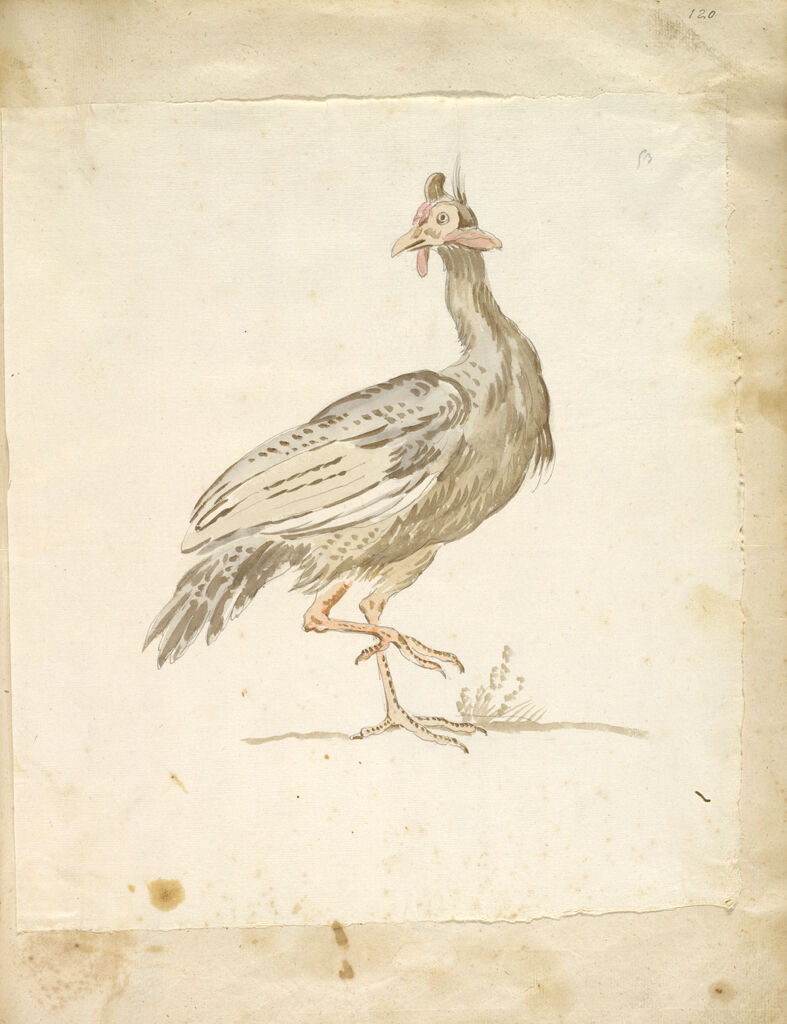 Guinea-Fowl (?); Verso: Blank