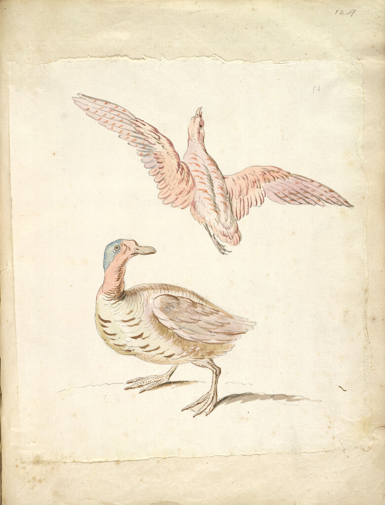 Standing Duck And Bird In Flight; Verso: Blank