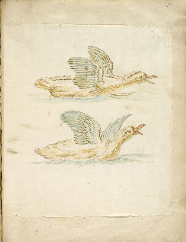 Two Squawking Ducks In The Water; Verso: Blank