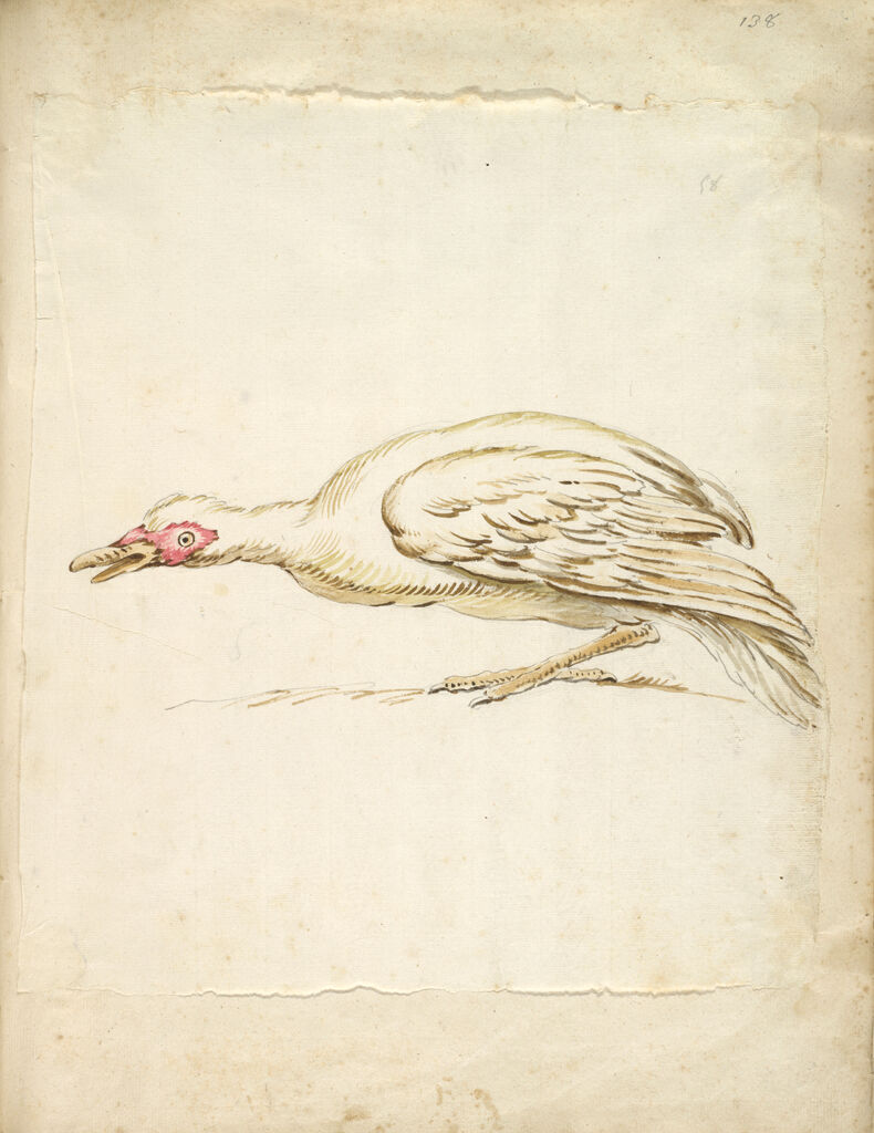 Hunching Duck In Profile To The Left; Verso: Blank