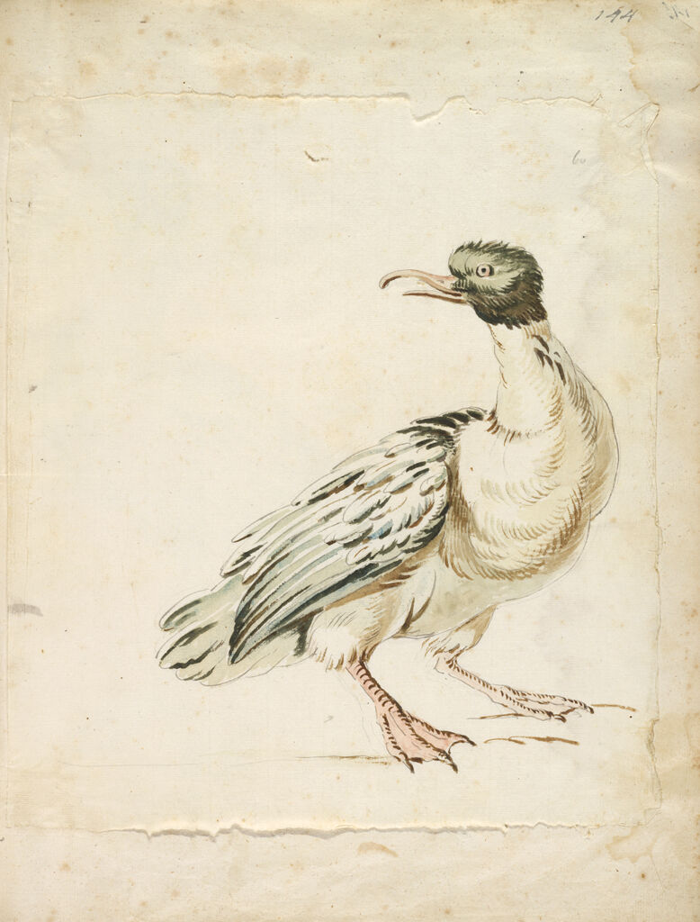 Standing Duck Looking To The Left; Verso: Blank