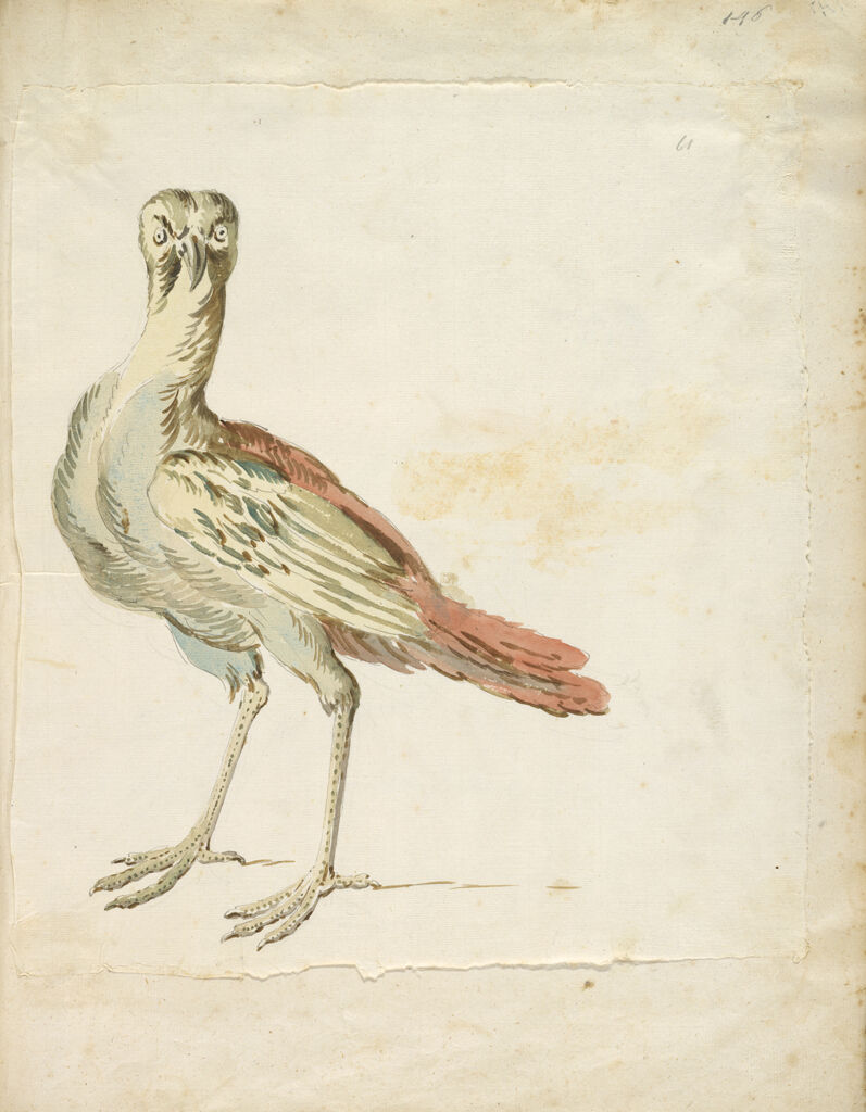 Quizzical Bird; Verso: Blank