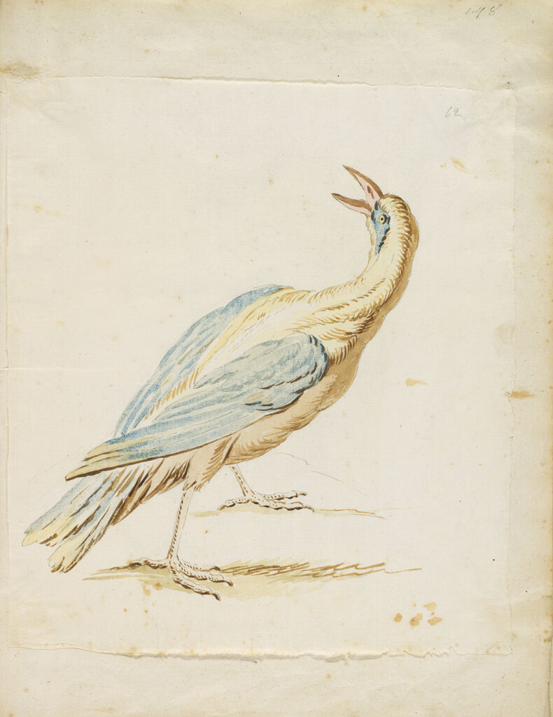 Standing Bird Looking Upward And Behind; Verso: Blank