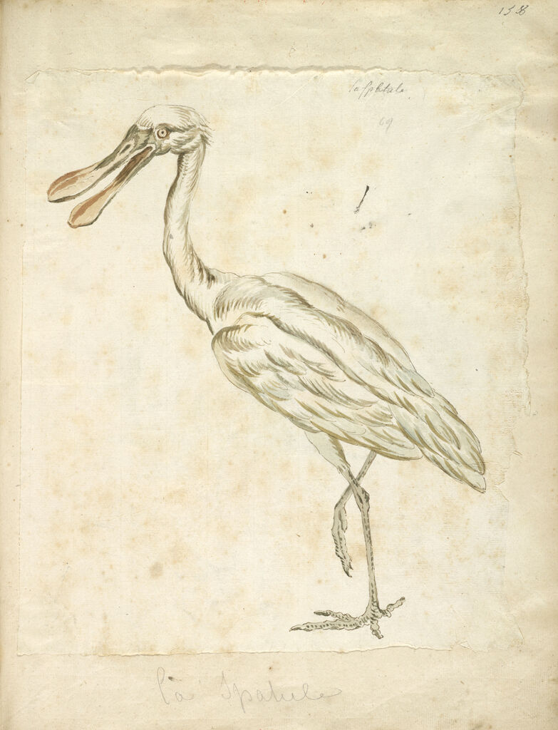 Spoonbill; Verso: Two Birds In Shallow Water