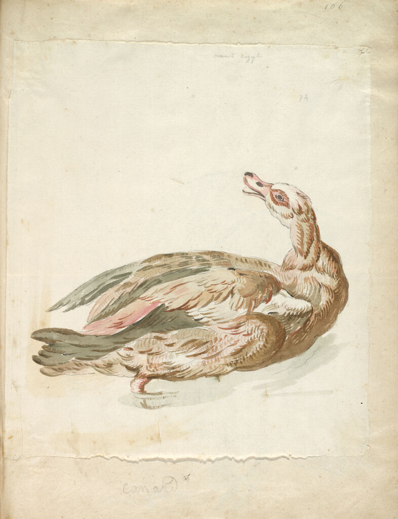Egyptian Duck; Verso: Partridge