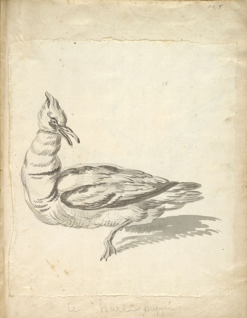 Standing Merganser Looking Backward; Verso: Soaring Bird