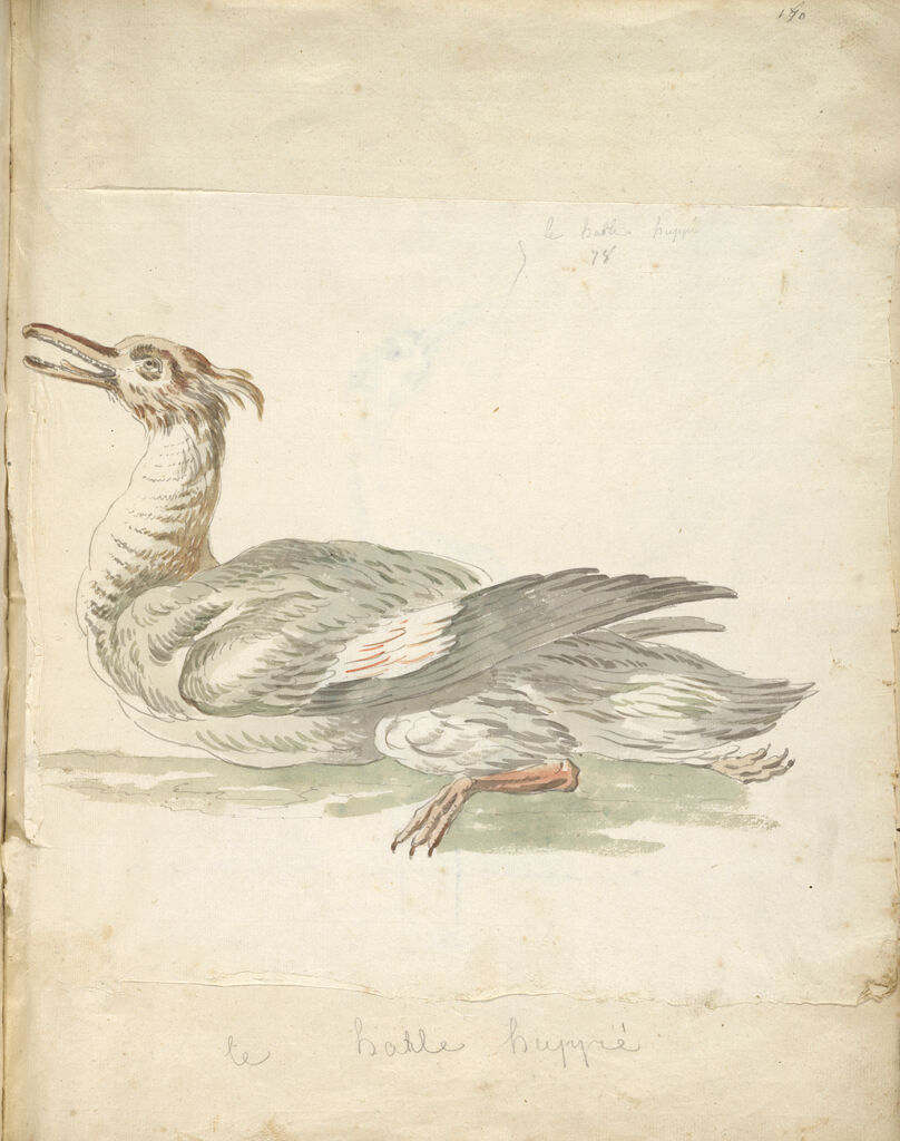 Merganser; Verso: Heron
