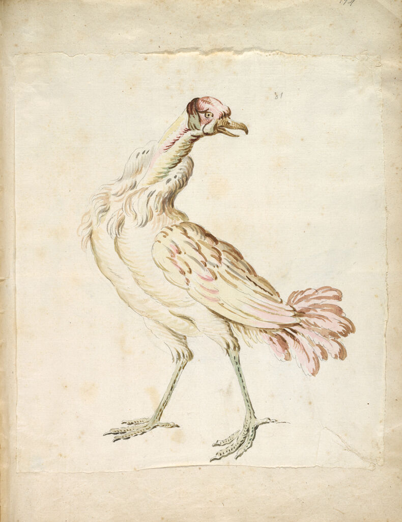 Standing Bird Looking Right; Verso: Two Wading Ducks Flapping Their Wings And Looking Upward