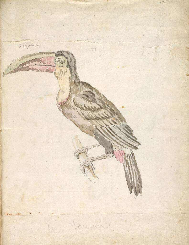 Toucan Resting On A Branch; Verso: Two Falcons