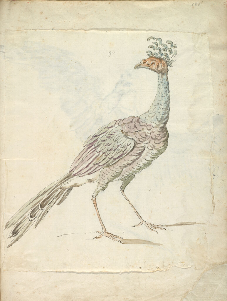 Peacock; Verso: Heron On One Leg With Wings Outspread