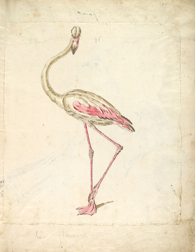 Flamingo; Verso: Two Peacocks