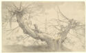 Drawing of a mature tree with two thick long branches 