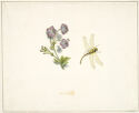 Botanical drawing of a delicate purple flower on left with a dragonfly next to it on the right.