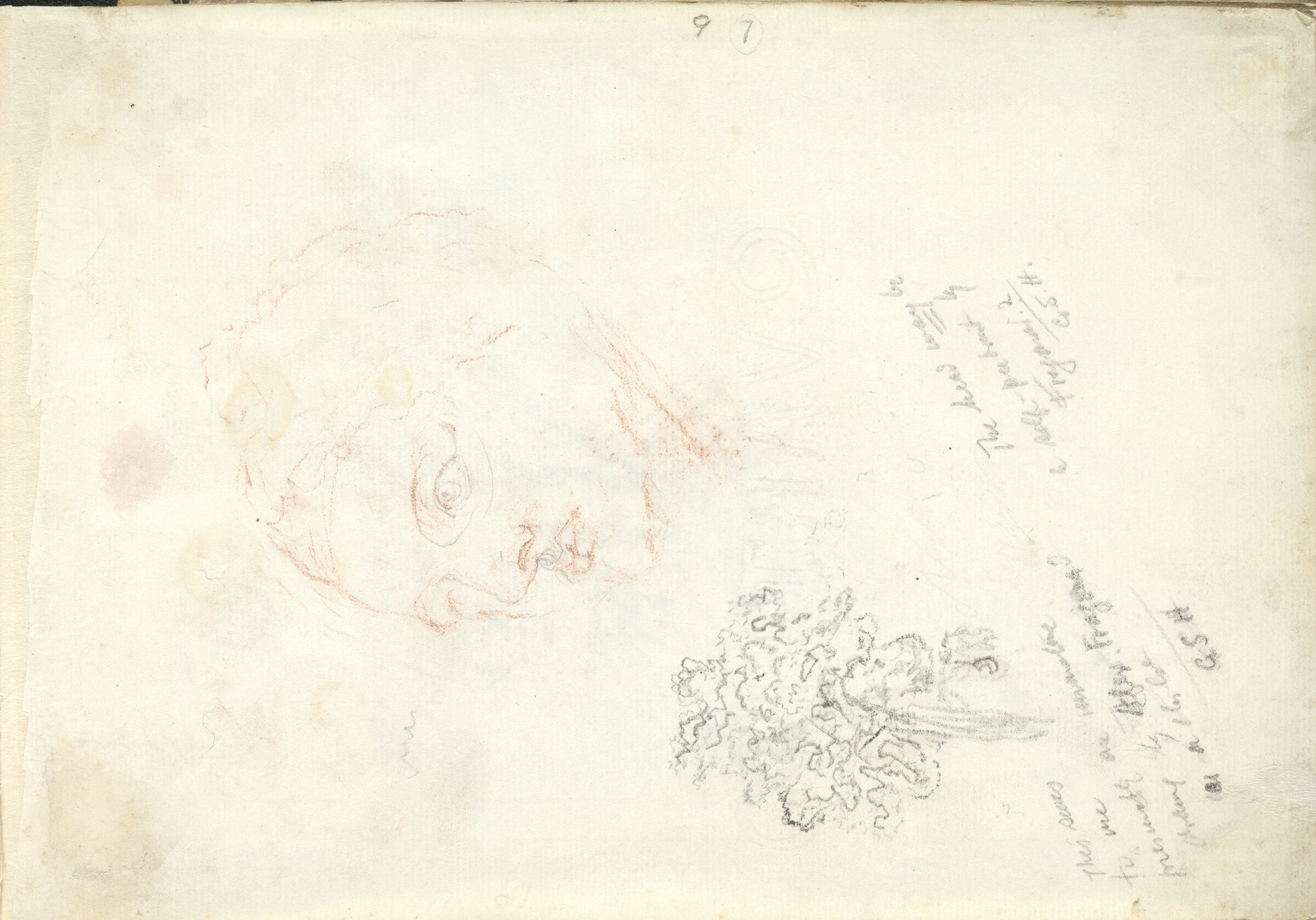 Head Of A Man And A Tree; Verso: Blank Page