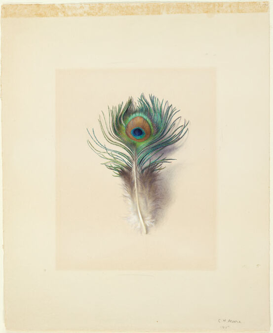An iridescent peacock feather is delicately drawn vertically in the center of the off-white paper.