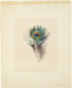An iridescent peacock feather is delicately drawn vertically in the center of the off-white paper.