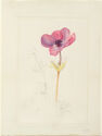 Drawing of a six-petaled anemone flower in color right, with an unfinished graphite sketch of its stem on the left.