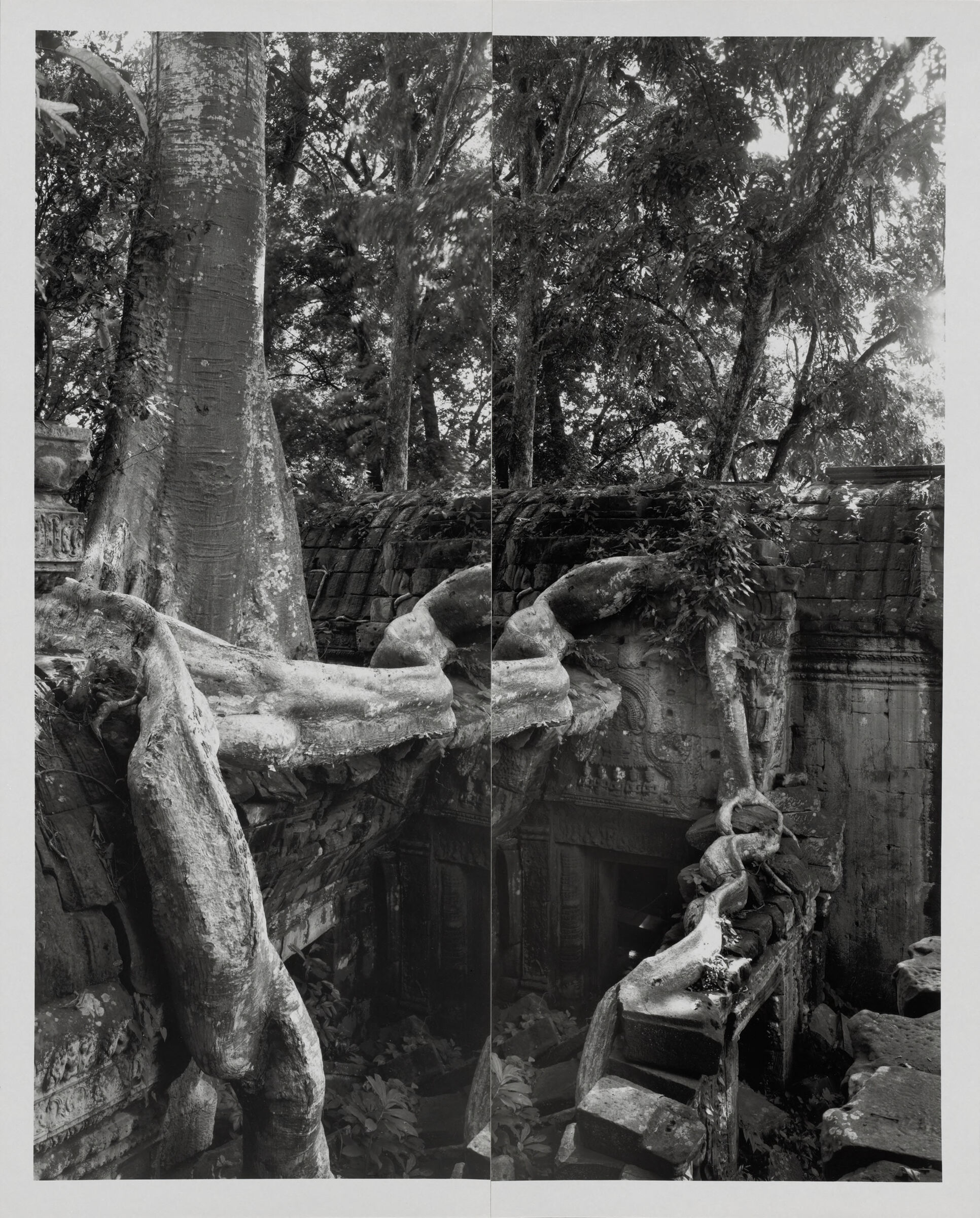 Ta Trohm, Angkor Wat (Tree Diptych)