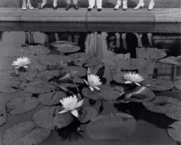 Lotus Pond, Mount Kisco, New York