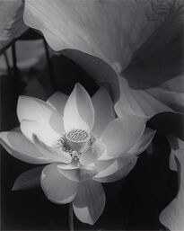 Lotus, Mount Kisco, New York
