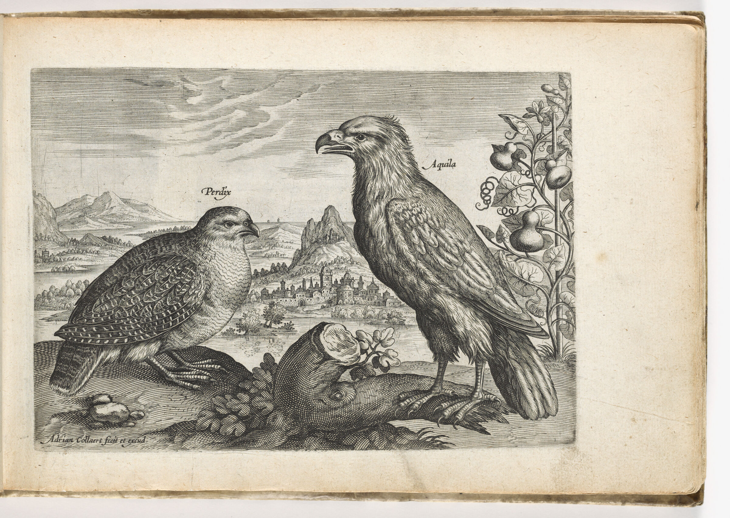 Partridge And Eagle