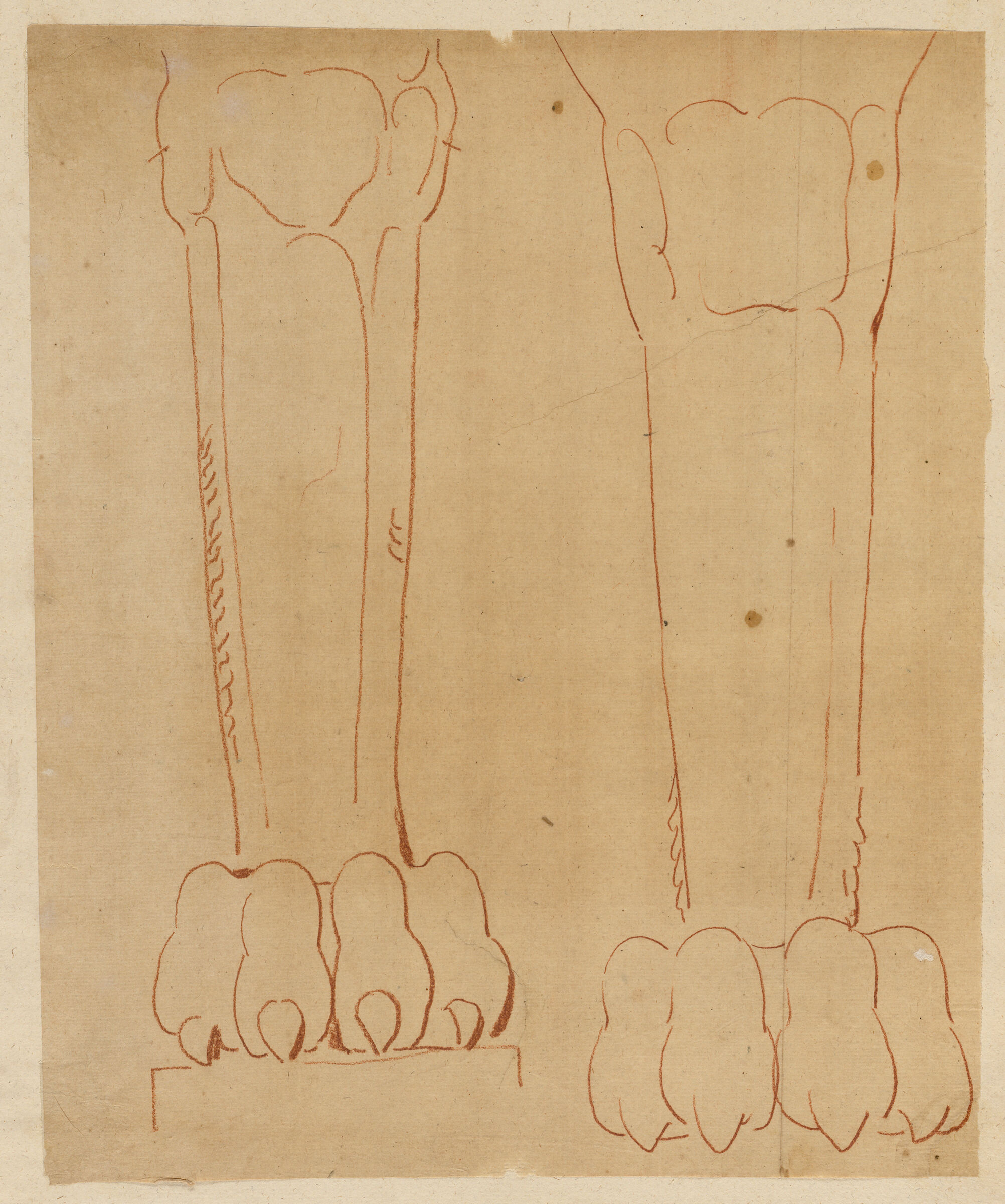 Two Studies Of The Leg And Paw Of A Lion Term