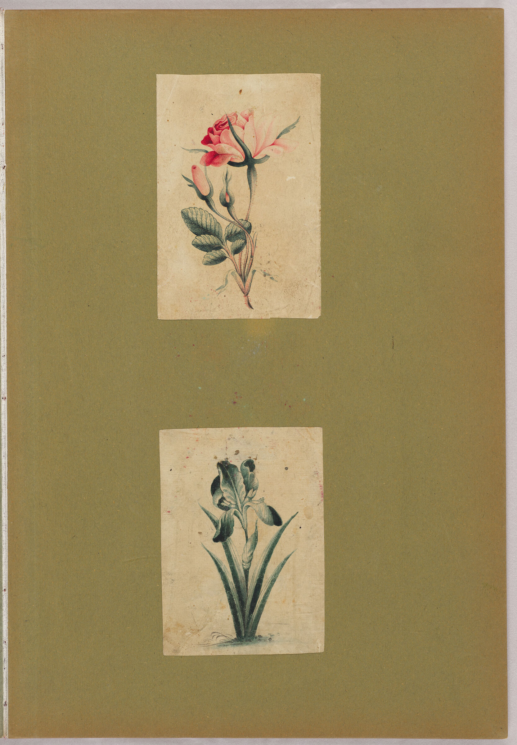 Folio 56 From An Album Of Artists' Drawings From Qajar Iran: Bird And Floral Design For A Pen Box (Recto); Two Sheets: Study Of A Rose; Study Of An Iris (Verso)