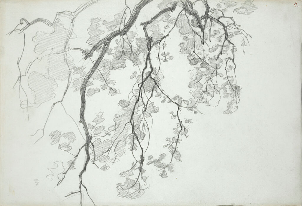 Study Of Tree Branches