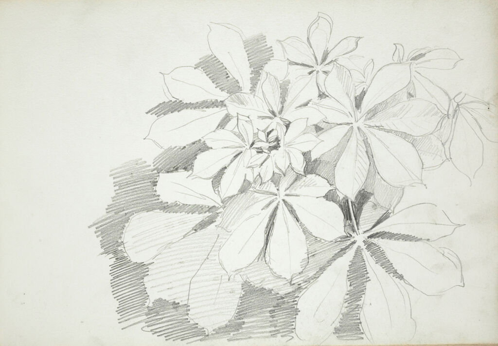 Blank Page; Verso: Sketch Of Leaves